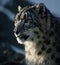 Snow leopard portrait close up on dark background. sitting in nature stone rocky mountain habitat,