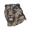 Snow leopard portrait in close up. Watercolor vector illustration of Panthera uncia. Mammal with thick fur and furry coat. Uncia