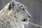 Snow leopard profile