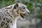 Snow Leopard Profile