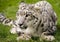 Snow Leopard at Rest