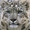 Snow leopard\'s portrait