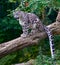Snow leopard sits on a tree trunk and watches prey