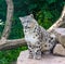 Snow leopard ,is sitting on a rock