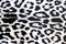 Snow leopard skin pattern close-up spots detail