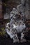 A snow leopard with sleek white-black fur sits on the ground