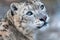 Snow leopard, snow leopard, predator, wild cat, mountains, snow, wildlife