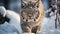 Snow leopard staring, fur focused, beauty in nature generated by AI