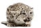 Snow leopard, Uncia uncia or Panthera uncial