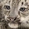 Snow leopard, Uncia uncia or Panthera uncial