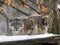 Snow leopard, Uncia uncia watches the surroundings