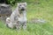 Snow leopard - Uncia uncia - Zoo Cologne