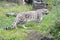 Snow leopard - Uncia uncia - Zoo Cologne