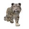 Snow Leopard Walking. 3D illustration isolated on white