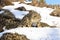 Snow leopard walking on top of mountain