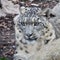 Snow Leopard on the watch