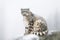 Snow leopard winter. Generate Ai