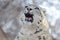 Snow leopard yawn