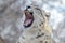 Snow leopard yawn2