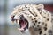 a snow leopard yawning revealing sharp teeth