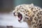 snow leopard yawning, showing teeth