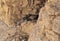 Snow leopards pair mating near a cave at Kibber, Spiti valley of Himachal Pradesh, India