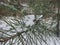 Snow lies on the branches of pine between the needles. Winter.