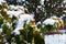 Snow lies on the leaves of a rose, the first snow, close-up