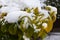 Snow lies on the leaves of a tree, the first snow, close-up,