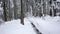 Snow lies on the paths in the coniferous forest. Dolly shot. Slow motion. Close up