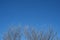 Snow-lined branches of bare treetops background