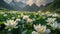 snow lotus flowers blooming atop the Mountains, captured in ultra-high fresh image quality photography, offering a wide