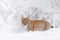 Snow lynx, Austria winter wildlife