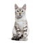 Snow lynx Bengal cat facing the camera, isolated