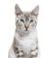 Snow lynx Bengal cat facing the camera, isolated