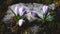Snow melting and crocus flower blooming in spring