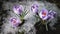 Snow melting and crocus flower blooming in spring