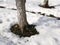 Snow melts around the trees. Ground and green grass are visible under the snow. Winter ends