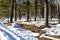 Snow melts in the forest, grass is visible under the snow, winter ends