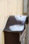 Snow on a metal mailbox on a cracked plastered wall, background