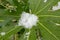 Snow in the Middle of Large Fatsia Japonica Leaf