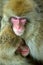 Snow monkey with cub warming themselves against on cold winter weather.