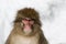 Snow Monkey Emotions and Expressions: Anger