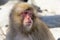 Snow Monkey Emotions and Expressions: Concern