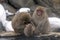 A snow monkey family grooming