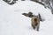 Snow Monkey Female with Baby Underneath