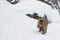 Snow Monkey Female Eating with Baby Underneath