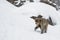 Snow Monkey Foraging with Baby Underneath