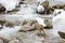 Snow Monkey Jumping over Water