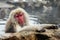 Snow monkey, macaque bathing in hot spring, Nagano prefecture, Japan